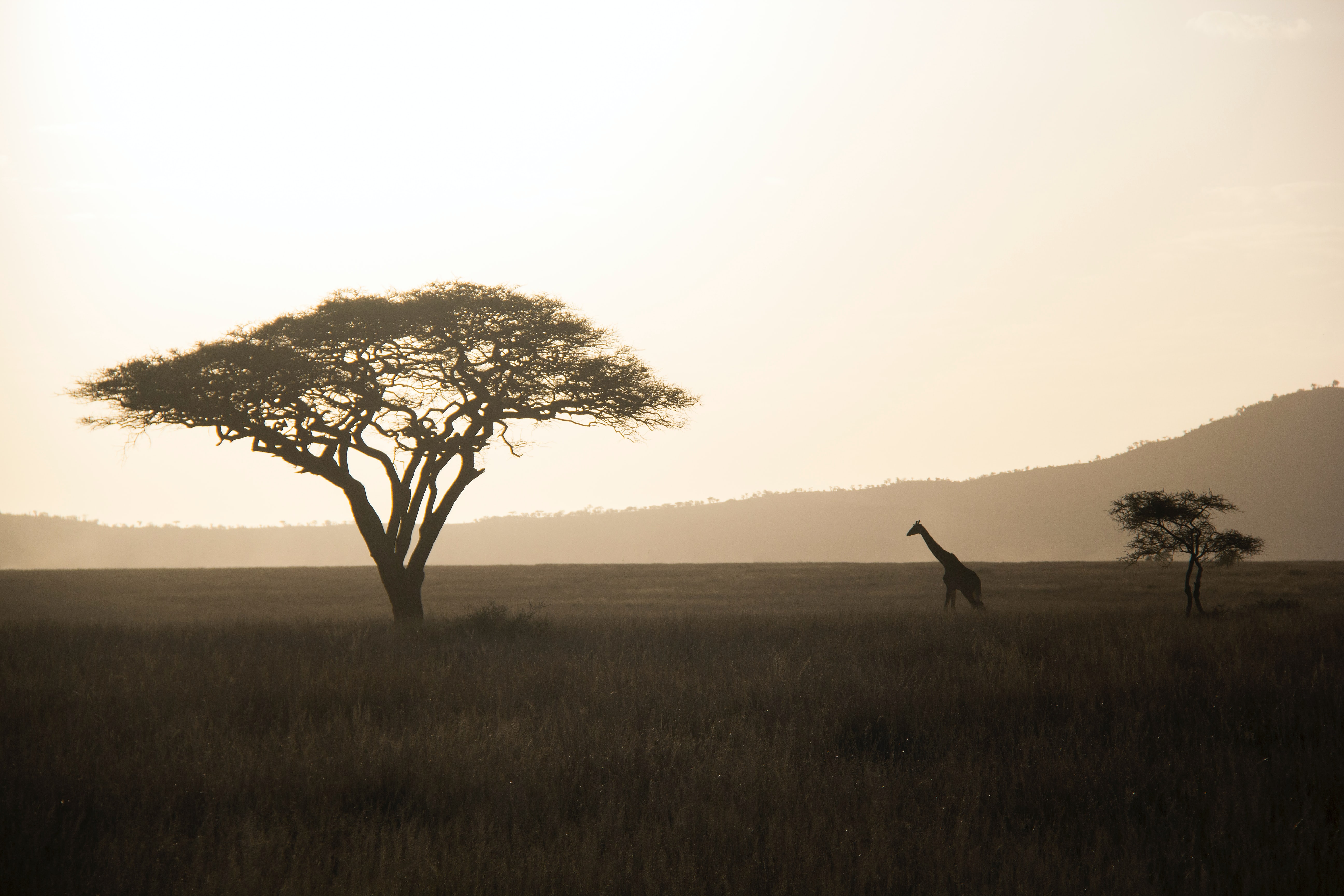 tree african plain