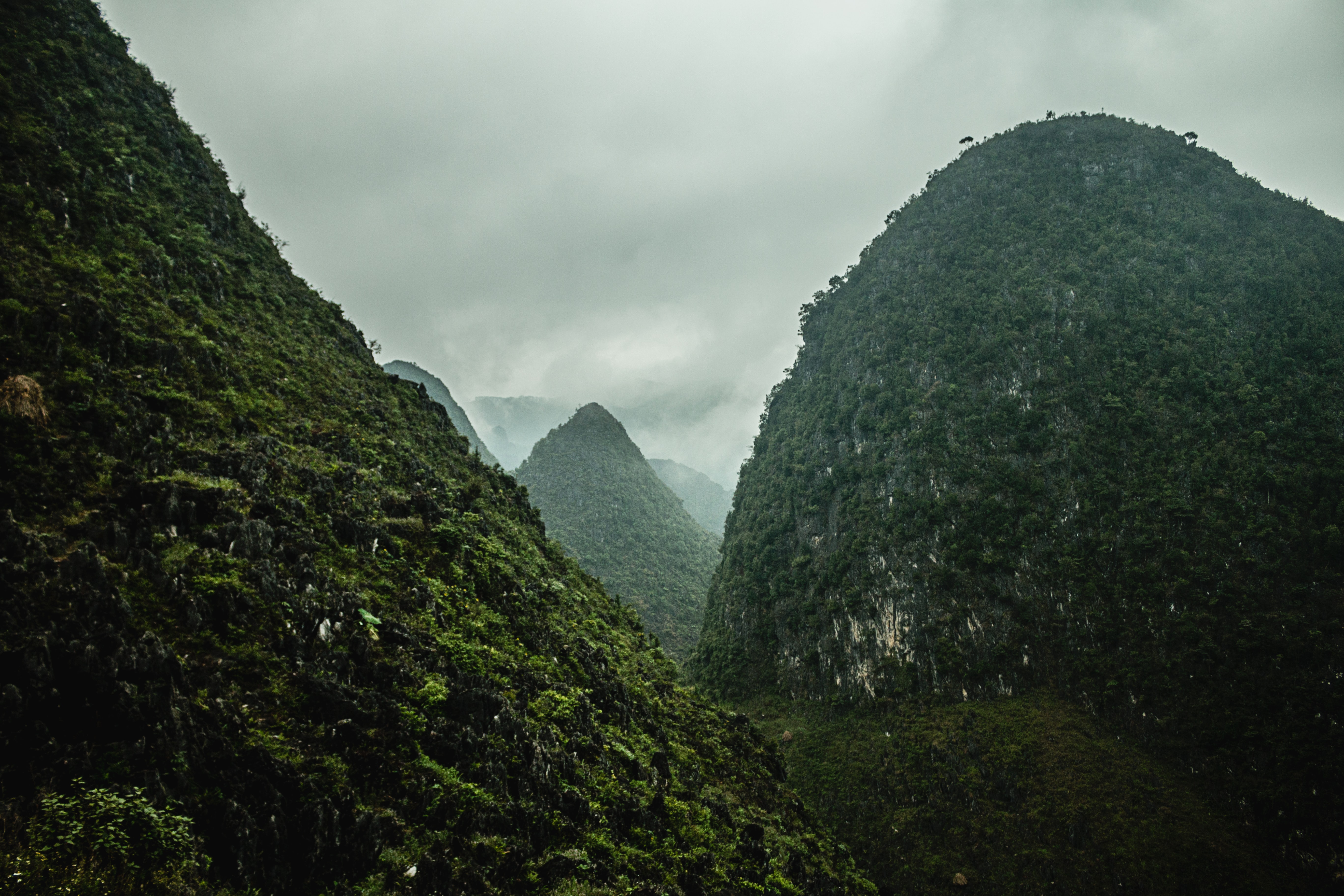 lush forest/mountain